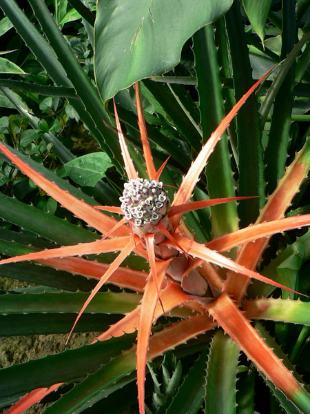 Piquante