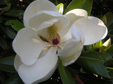 L'Orchid�e