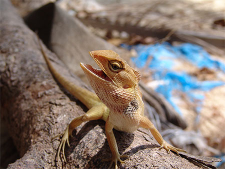 Geeko