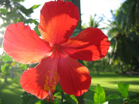 Hibiscus de Tahiti