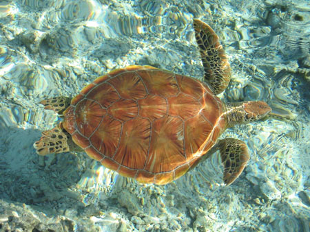 Tortue...