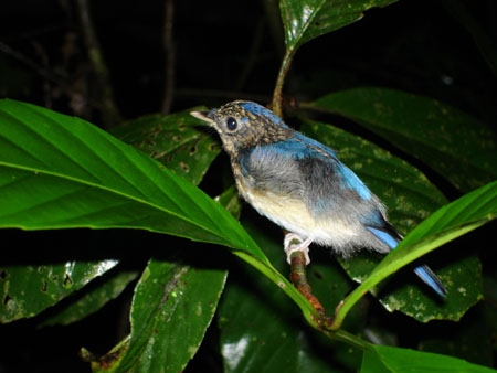 Oiseau bleu