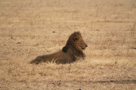 Lion king