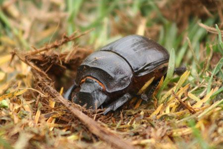 Insecte dans le Crat�re du Ngorongoro