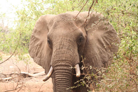 El�phant
