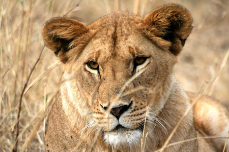 Lionne dans le Nord du Serengeti