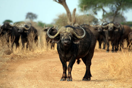 Buffles...
