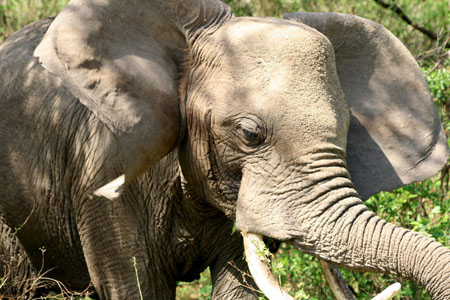 El�phant pas content...