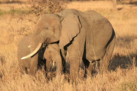 El�phant et son petit