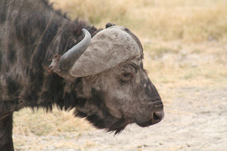 Buffle