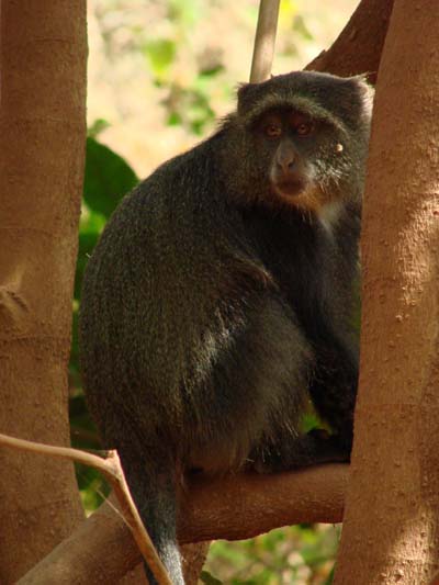 Un singe perch�