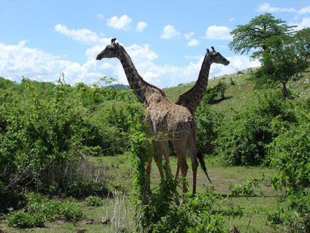 2 girafes ou 1 girafe dans une glace...