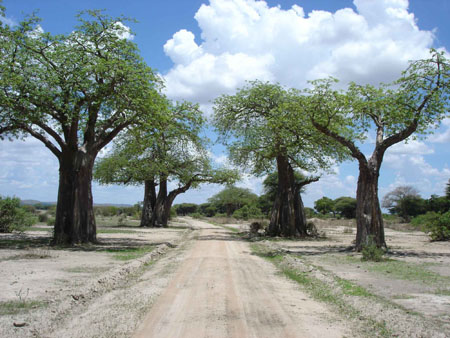 Le boulevard des baobabs