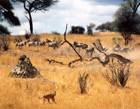 A la chasse