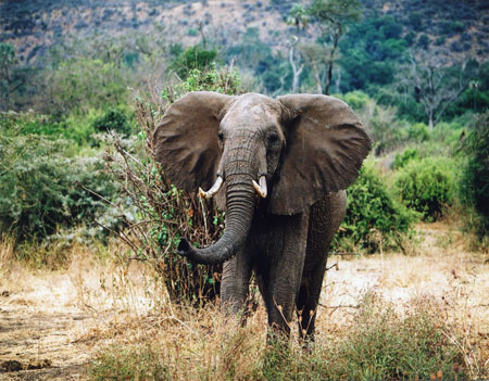 El�phant