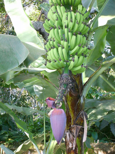 Bananes tanzaniennes