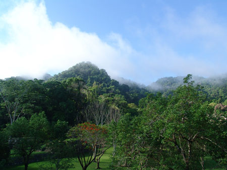 Brume � Palenque