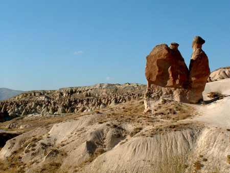 Un dromadaire en Cappadoce
