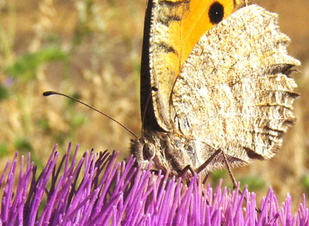 Papillon d'Anatolie