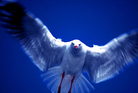 Mouette