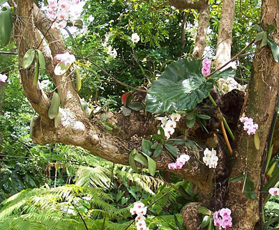 Arbre aux orchid�es