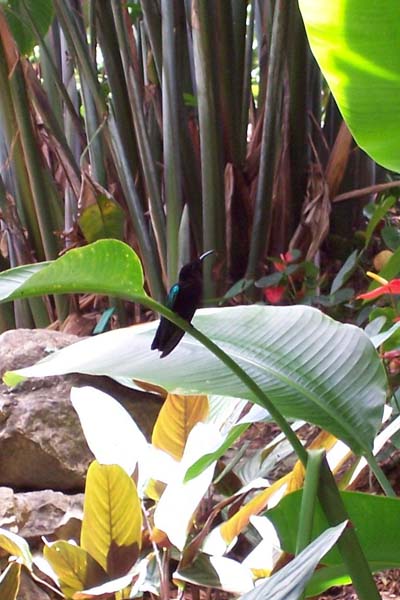 Colibri bleu