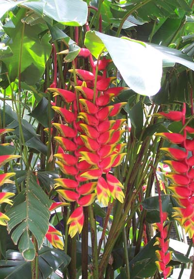 Heliconia