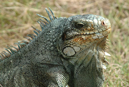 Iguane � Fort Napol�on