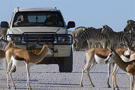 Embouteillage d'animaux � Etosha