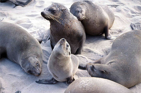 Otaries