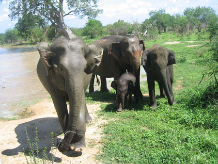 Les �l�phants