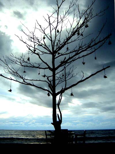 Arbre � coquillages