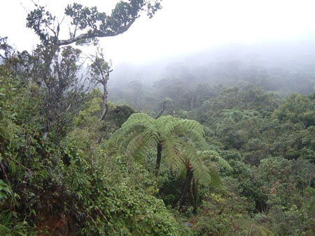 Foug�re arborescente