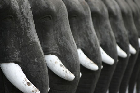 Un autre point de vue sur les �l�phants