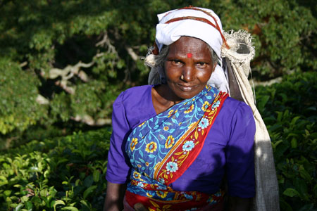 Au coeur des plantations de th� 