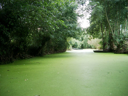 Venise verte