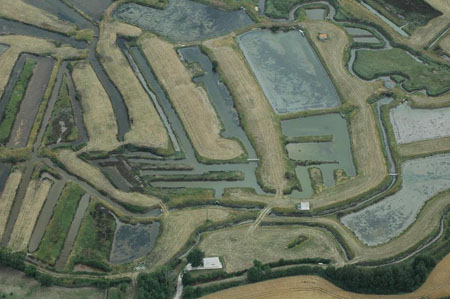Parcs � Marennes