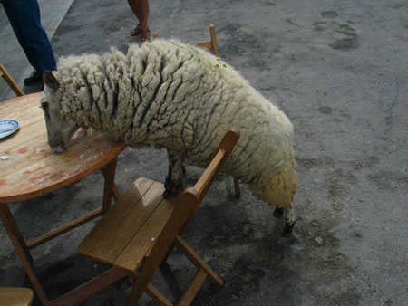 Le mouton p�ruvien.....