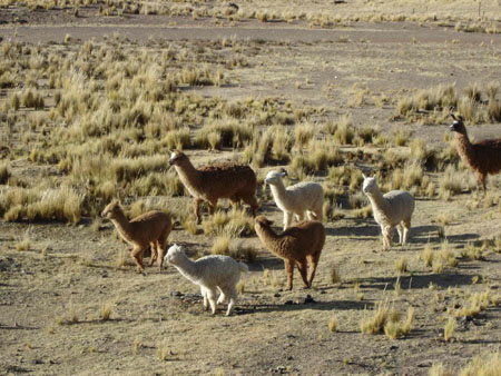 Cam�lid�s des Andes