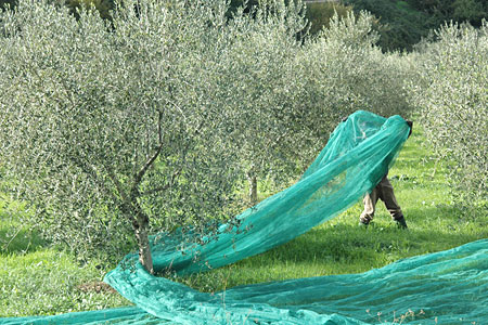 Cueillette des olives