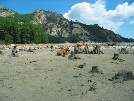 Vaches au bord du lac 
