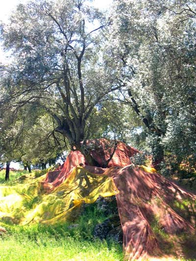 Arbre � Filitosa