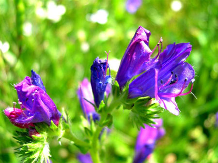 Fleur � Pietrosella