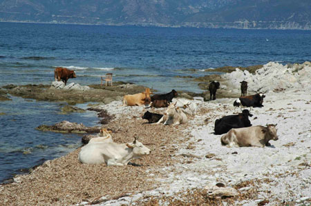 Vaches � la plage