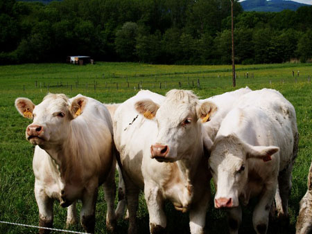 Vaches