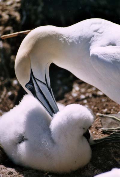 Instant de tendresse chez les fous...