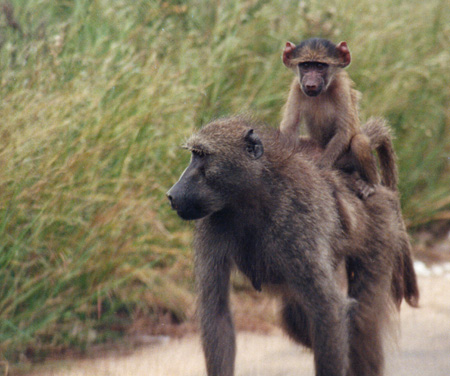 Singes