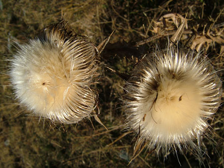 Chardons