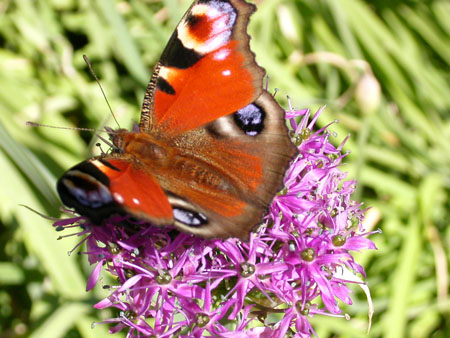 Papillon