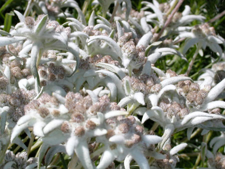 Fleur